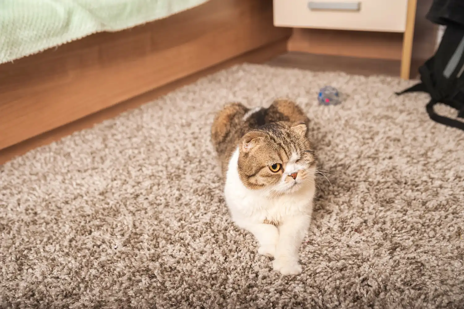 cat pet on carpet